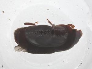  ( - CBG-B22803-C01)  @11 [ ] CreativeCommons - Attribution Share - Alike (2025) Centre for Biodiversity Genomics Centre for Biodiversity Genomics