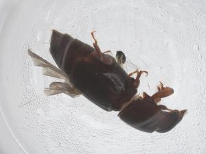  ( - CBG-B22848-D12)  @11 [ ] CreativeCommons - Attribution Share - Alike (2025) Centre for Biodiversity Genomics Centre for Biodiversity Genomics