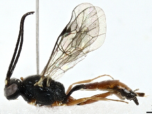  ( - BIOUG97794-A04)  @11 [ ] CreativeCommons - Attribution (2023) CBG Photography Group Centre for Biodiversity Genomics
