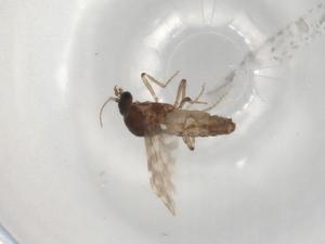  ( - BIOUG98226-G06)  @11 [ ] CreativeCommons - Attribution (2023) Centre for Biodiversity Genomics Centre for Biodiversity Genomics