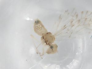  ( - BIOUG98278-H10)  @11 [ ] CreativeCommons - Attribution (2023) Centre for Biodiversity Genomics Centre for Biodiversity Genomics