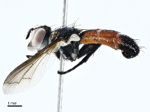  (Cylindromyia intermedia - BIOUG98648-D06)  @11 [ ] CreativeCommons - Attribution (2023) CBG Photography Group Centre for Biodiversity Genomics