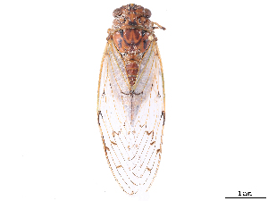  (Proarna - CBG-B07603-A02)  @11 [ ] CreativeCommons - Attribution Share Alike (2025) CBG Photography Group Centre for Biodiversity Genomics