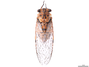  ( - CBG-B07603-C01)  @11 [ ] CreativeCommons - Attribution Share Alike (2025) CBG Photography Group Centre for Biodiversity Genomics