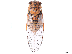  ( - CBG-B07603-C04)  @11 [ ] CreativeCommons - Attribution Share Alike (2025) CBG Photography Group Centre for Biodiversity Genomics