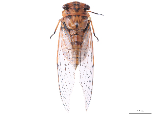  ( - CBG-B07603-C09)  @11 [ ] CreativeCommons - Attribution Share Alike (2025) CBG Photography Group Centre for Biodiversity Genomics