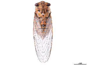  ( - CBG-B07603-C11)  @11 [ ] CreativeCommons - Attribution Share Alike (2025) CBG Photography Group Centre for Biodiversity Genomics