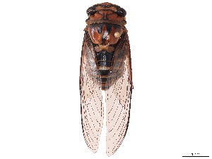  (Proarna grisea - CBG-B07603-D03)  @11 [ ] CreativeCommons - Attribution Share Alike (2025) Erin M Rivera Centre for Biodiversity Genomics