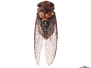  ( - CBG-B07603-D04)  @11 [ ] CreativeCommons - Attribution Share Alike (2025) Erin M Rivera Centre for Biodiversity Genomics