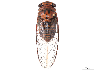  ( - CBG-B07603-D05)  @11 [ ] CreativeCommons - Attribution Share Alike (2025) Erin M Rivera Centre for Biodiversity Genomics