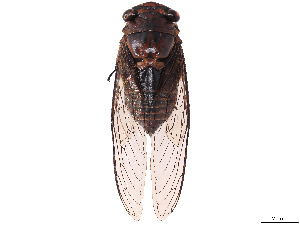  ( - CBG-B07603-D09)  @11 [ ] CreativeCommons - Attribution Share Alike (2025) Erin M Rivera Centre for Biodiversity Genomics