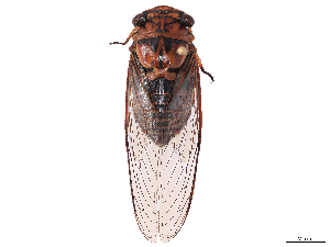  ( - CBG-B07603-D10)  @11 [ ] CreativeCommons - Attribution Share Alike (2025) Erin M Rivera Centre for Biodiversity Genomics