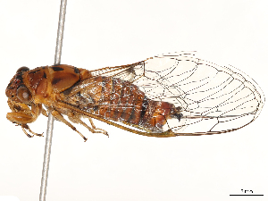  ( - CBG-B07603-E04)  @11 [ ] CreativeCommons - Attribution Share Alike (2025) Erin M Rivera Centre for Biodiversity Genomics