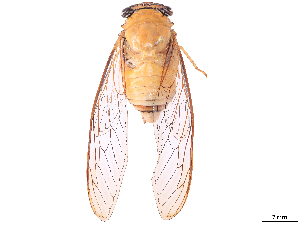  (Guyalna glaucus - CBG-B07603-F08)  @11 [ ] CreativeCommons - Attribution Share Alike (2025) Erin M Rivera Centre for Biodiversity Genomics