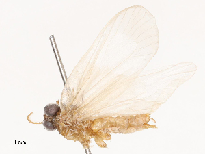  ( - CBG-B00468-C02)  @11 [ ] CreativeCommons - Attribution Share - Alike (2025) CBG Photography Group Centre for Biodiversity Genomics