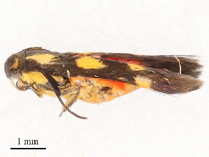  ( - CBG-B00468-C03)  @11 [ ] CreativeCommons - Attribution Share - Alike (2025) CBG Photography Group Centre for Biodiversity Genomics