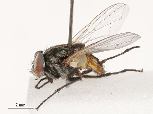  ( - CBG-B00487-D11)  @11 [ ] CreativeCommons - Attribution Share - Alike (2025) CBG Photography Group Centre for Biodiversity Genomics