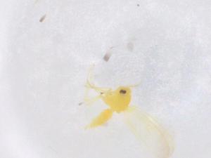  ( - CBG-B00547-B02)  @11 [ ] CreativeCommons - Attribution Share - Alike (2025) Centre for Biodiversity Genomics Centre for Biodiversity Genomics