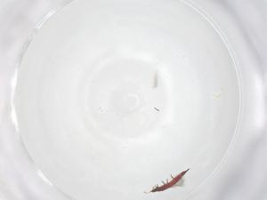  ( - CBG-B00567-A05)  @11 [ ] CreativeCommons - Attribution Share - Alike (2025) Centre for Biodiversity Genomics Centre for Biodiversity Genomics