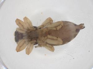  ( - CBG-B00572-G10)  @11 [ ] CreativeCommons - Attribution Share - Alike (2025) Centre for Biodiversity Genomics Centre for Biodiversity Genomics