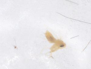  ( - CBG-B00575-B05)  @11 [ ] CreativeCommons - Attribution Share - Alike (2025) Centre for Biodiversity Genomics Centre for Biodiversity Genomics