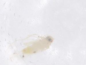  ( - CBG-B00575-G10)  @11 [ ] CreativeCommons - Attribution Share - Alike (2025) Centre for Biodiversity Genomics Centre for Biodiversity Genomics