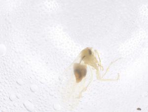  ( - CBG-B00575-G12)  @11 [ ] CreativeCommons - Attribution Share - Alike (2025) Centre for Biodiversity Genomics Centre for Biodiversity Genomics