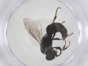  ( - CBG-B00651-B07)  @11 [ ] CreativeCommons - Attribution Share - Alike (2025) Centre for Biodiversity Genomics Centre for Biodiversity Genomics