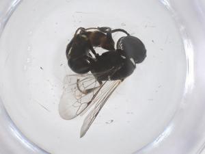  ( - CBG-B01253-B09)  @11 [ ] CreativeCommons - Attribution Share - Alike (2025) Centre for Biodiversity Genomics Centre for Biodiversity Genomics