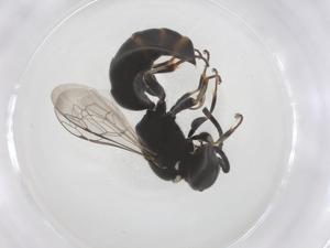  ( - CBG-B01259-B01)  @11 [ ] CreativeCommons - Attribution Share - Alike (2025) Centre for Biodiversity Genomics Centre for Biodiversity Genomics