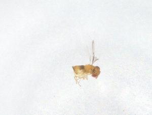  ( - CBG-B02150-A01)  @11 [ ] CreativeCommons - Attribution Share - Alike (2025) Centre for Biodiversity Genomics Centre for Biodiversity Genomics