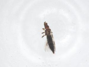  ( - CBG-B02153-F12)  @11 [ ] CreativeCommons - Attribution Share - Alike (2025) Centre for Biodiversity Genomics Centre for Biodiversity Genomics