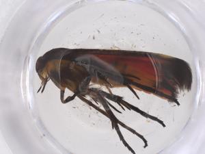  ( - CBG-B02154-E02)  @11 [ ] CreativeCommons - Attribution Share - Alike (2025) Centre for Biodiversity Genomics Centre for Biodiversity Genomics