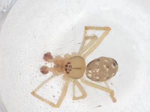  ( - CBG-B14323-G09)  @11 [ ] CreativeCommons - Attribution Share - Alike (2025) Centre for Biodiversity Genomics Centre for Biodiversity Genomics