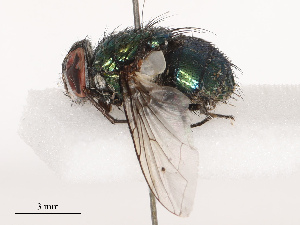  ( - CBG-B14647-B04)  @11 [ ] CreativeCommons - Attribution Share - Alike (2025) CBG Photography Group Centre for Biodiversity Genomics