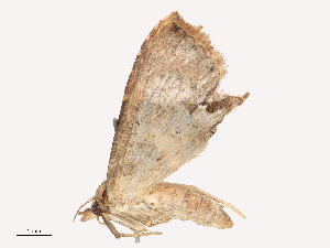  ( - CBG-B14647-C01)  @11 [ ] CreativeCommons - Attribution Share - Alike (2025) CBG Photography Group Centre for Biodiversity Genomics