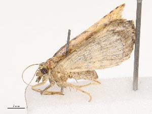  ( - CBG-B14647-C07)  @11 [ ] CreativeCommons - Attribution Share - Alike (2025) CBG Photography Group Centre for Biodiversity Genomics