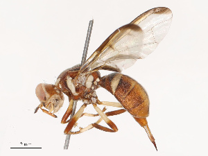  ( - CBG-B14647-G04)  @11 [ ] CreativeCommons - Attribution Share - Alike (2025) CBG Photography Group Centre for Biodiversity Genomics