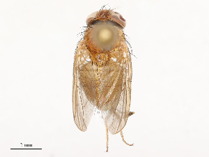  ( - CBG-B14654-B11)  @11 [ ] CreativeCommons - Attribution Share - Alike (2025) CBG Photography Group Centre for Biodiversity Genomics