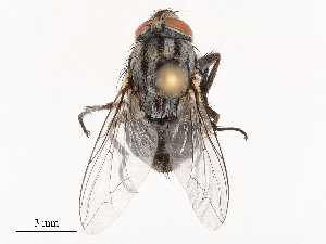  (Sarcophaga inaequalis - CBG-B14654-B12)  @11 [ ] CreativeCommons - Attribution Share - Alike (2025) CBG Photography Group Centre for Biodiversity Genomics
