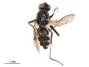  (Lispe nivalis - CBG-B14654-H04)  @11 [ ] CreativeCommons - Attribution Share - Alike (2025) CBG Photography Group Centre for Biodiversity Genomics