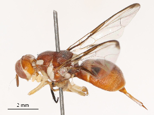  ( - CBG-B14654-H06)  @11 [ ] CreativeCommons - Attribution Share - Alike (2025) CBG Photography Group Centre for Biodiversity Genomics