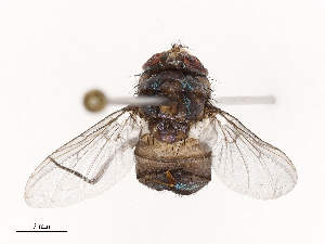  ( - CBG-B22924-C12)  @11 [ ] CreativeCommons - Attribution Share - Alike (2025) CBG Photography Group Centre for Biodiversity Genomics