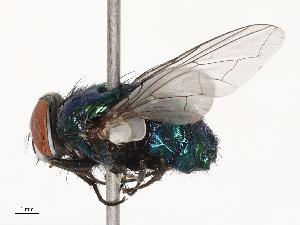  ( - CBG-B22924-D03)  @11 [ ] CreativeCommons - Attribution Share - Alike (2025) CBG Photography Group Centre for Biodiversity Genomics