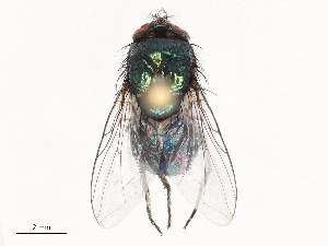  ( - CBG-B22924-E12)  @11 [ ] CreativeCommons - Attribution Share - Alike (2025) CBG Photography Group Centre for Biodiversity Genomics