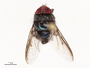  ( - CBG-B22924-F02)  @11 [ ] CreativeCommons - Attribution Share - Alike (2025) CBG Photography Group Centre for Biodiversity Genomics