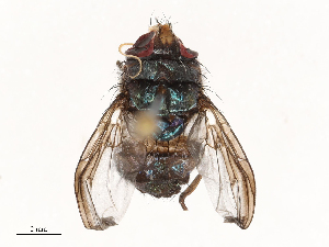  ( - CBG-B22924-F05)  @11 [ ] CreativeCommons - Attribution Share - Alike (2025) CBG Photography Group Centre for Biodiversity Genomics