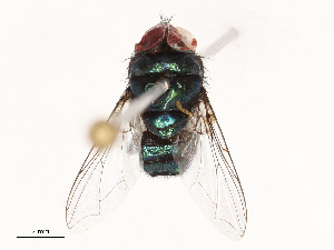  ( - CBG-B22924-F10)  @11 [ ] CreativeCommons - Attribution Share - Alike (2025) CBG Photography Group Centre for Biodiversity Genomics