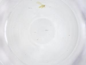  ( - CBG-B22983-A09)  @11 [ ] CreativeCommons - Attribution Share - Alike (2025) Centre for Biodiversity Genomics Centre for Biodiversity Genomics