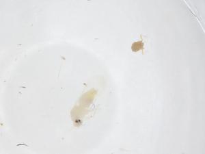  ( - CBG-B22983-A10)  @11 [ ] CreativeCommons - Attribution Share - Alike (2025) Centre for Biodiversity Genomics Centre for Biodiversity Genomics